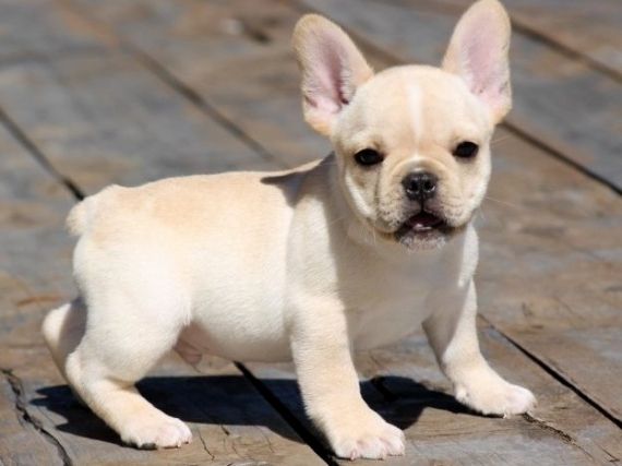 French Bulldog Puppies For Sale St. Louis, MO 120986