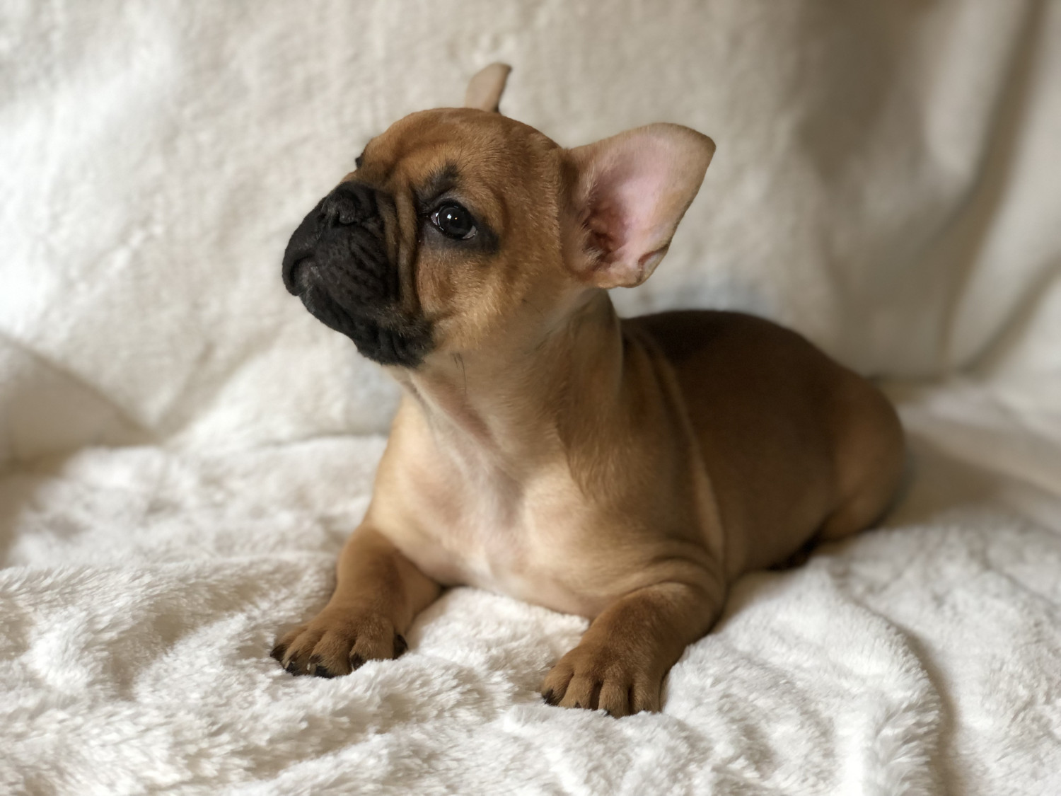 French Bulldog Puppies For Sale Pensacola, FL 289362