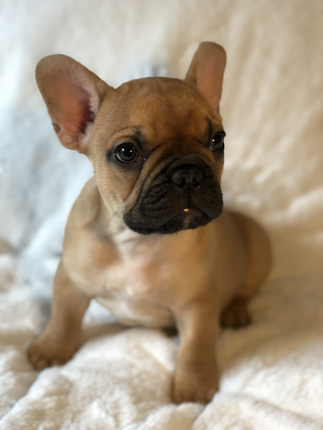 "French Bulldog" Puppies For Sale Pensacola, FL 289362
