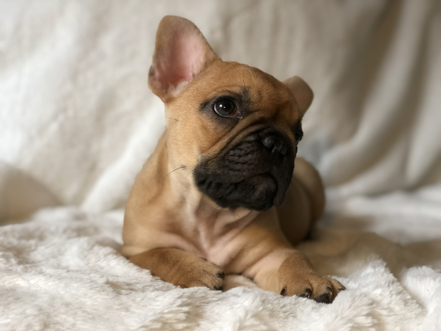 "French Bulldog" Puppies For Sale Pensacola, FL 289362