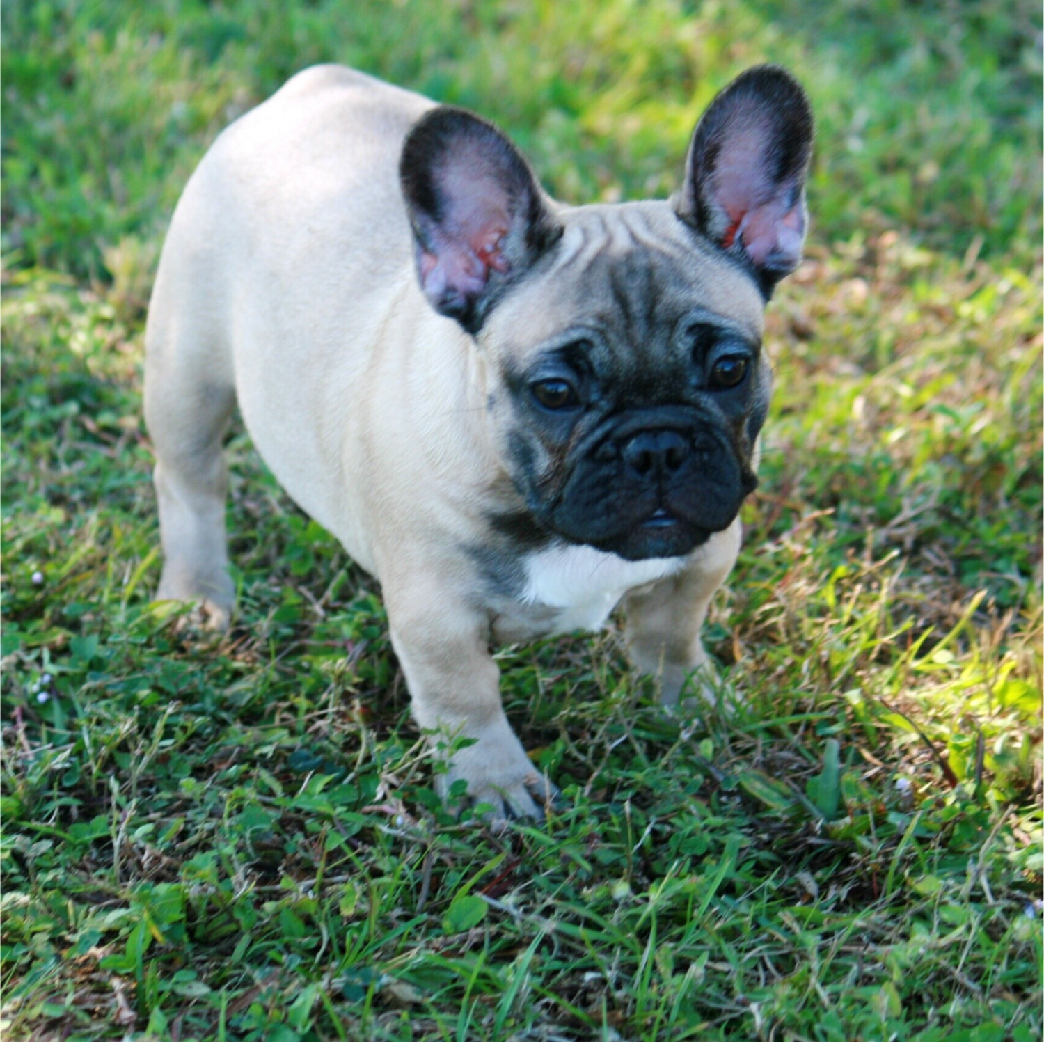French Bulldog Puppies Tampa / Video Shows Puppy Thieves