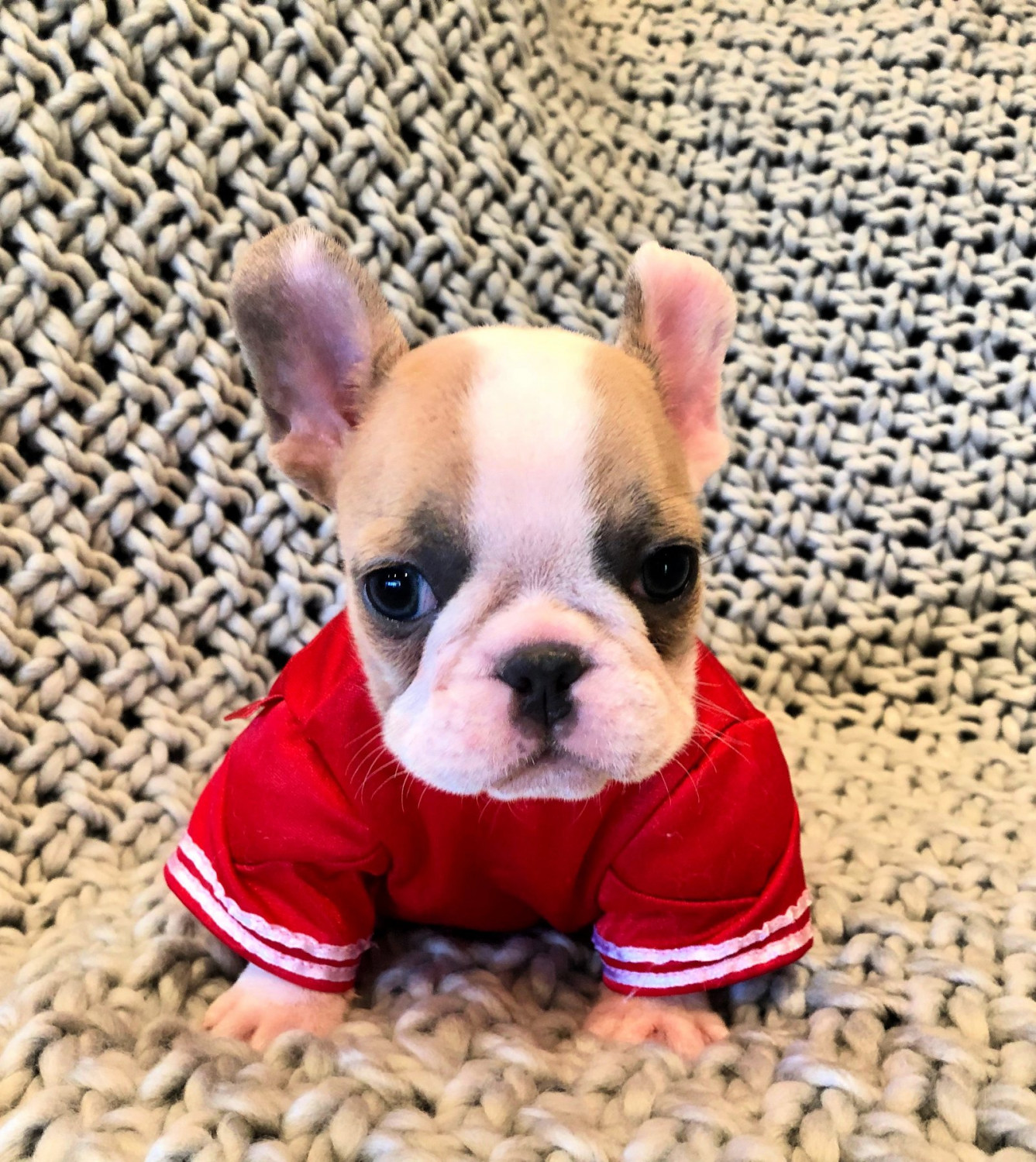 French Bulldog Puppies For Sale Los Angeles, CA 289524