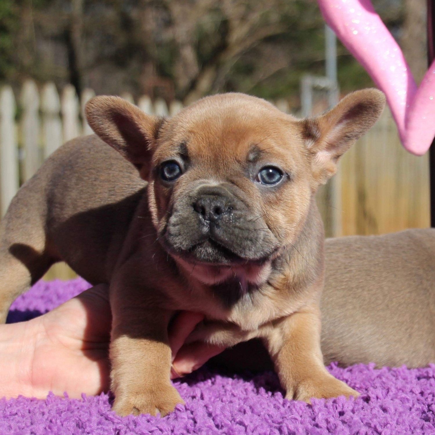 French Bulldog Puppies For Sale WinstonSalem, NC 287858