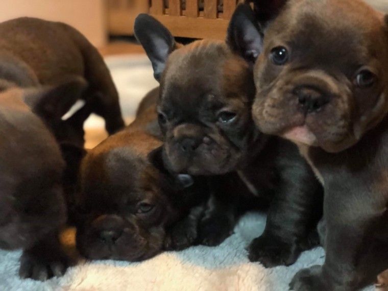 French Bulldog Puppies For Sale Pittsburgh, PA 290509