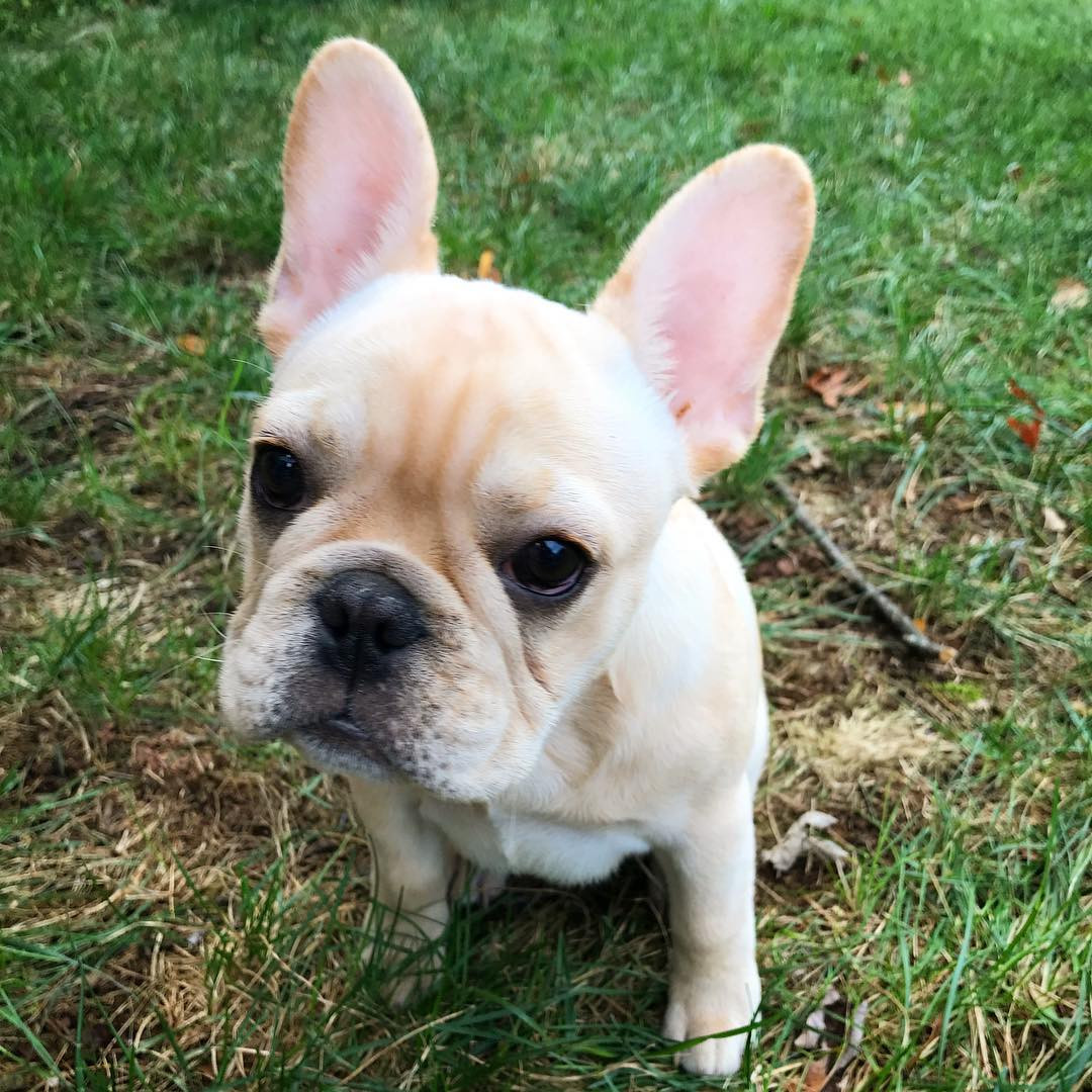 French Bulldog Puppies For Sale Whitman Court Northeast
