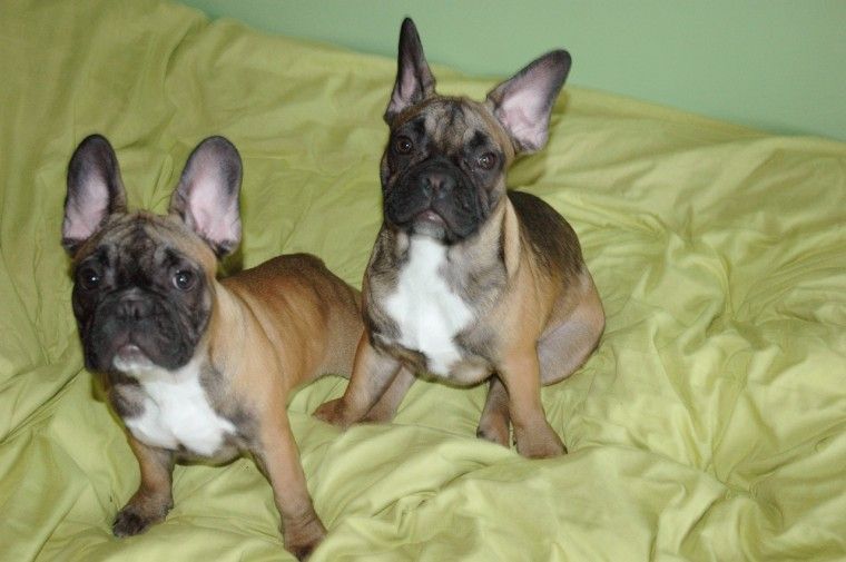 French Bulldog Puppies For Sale New Jersey 17, NJ 290890