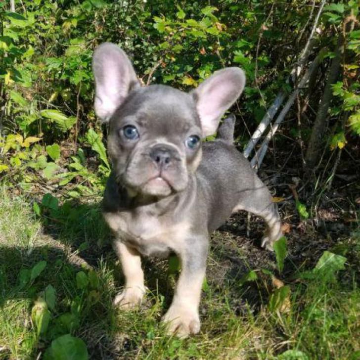French Bulldog Puppies For Sale Flower Mound, TX 291035