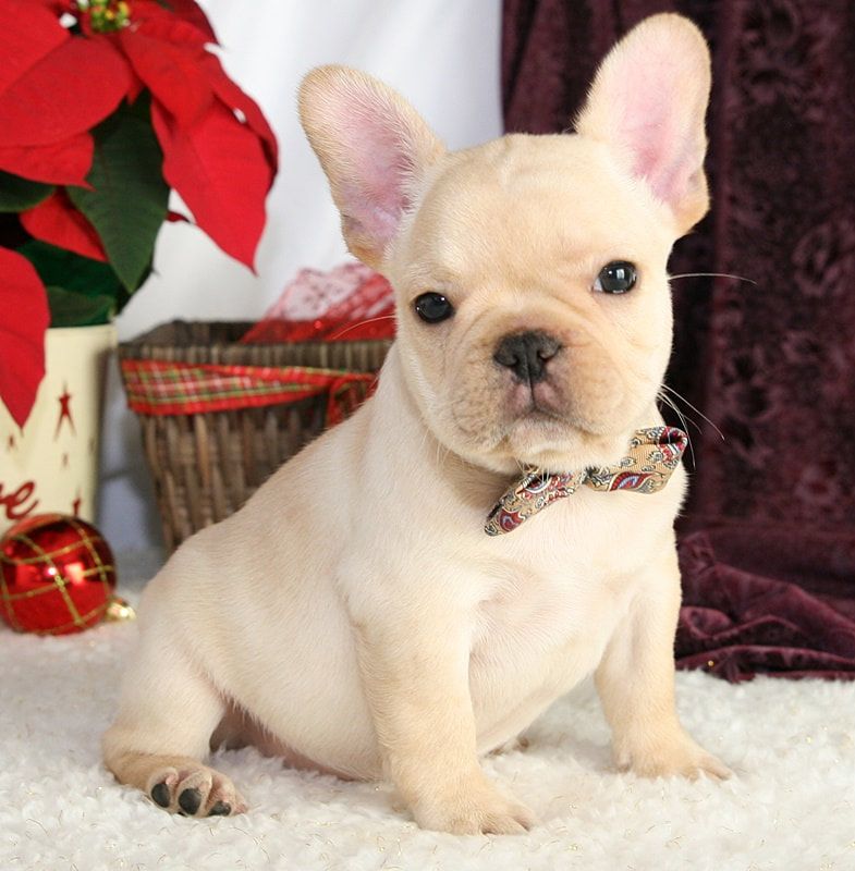 French Bulldog Puppies For Sale Flower Mound, TX 291035