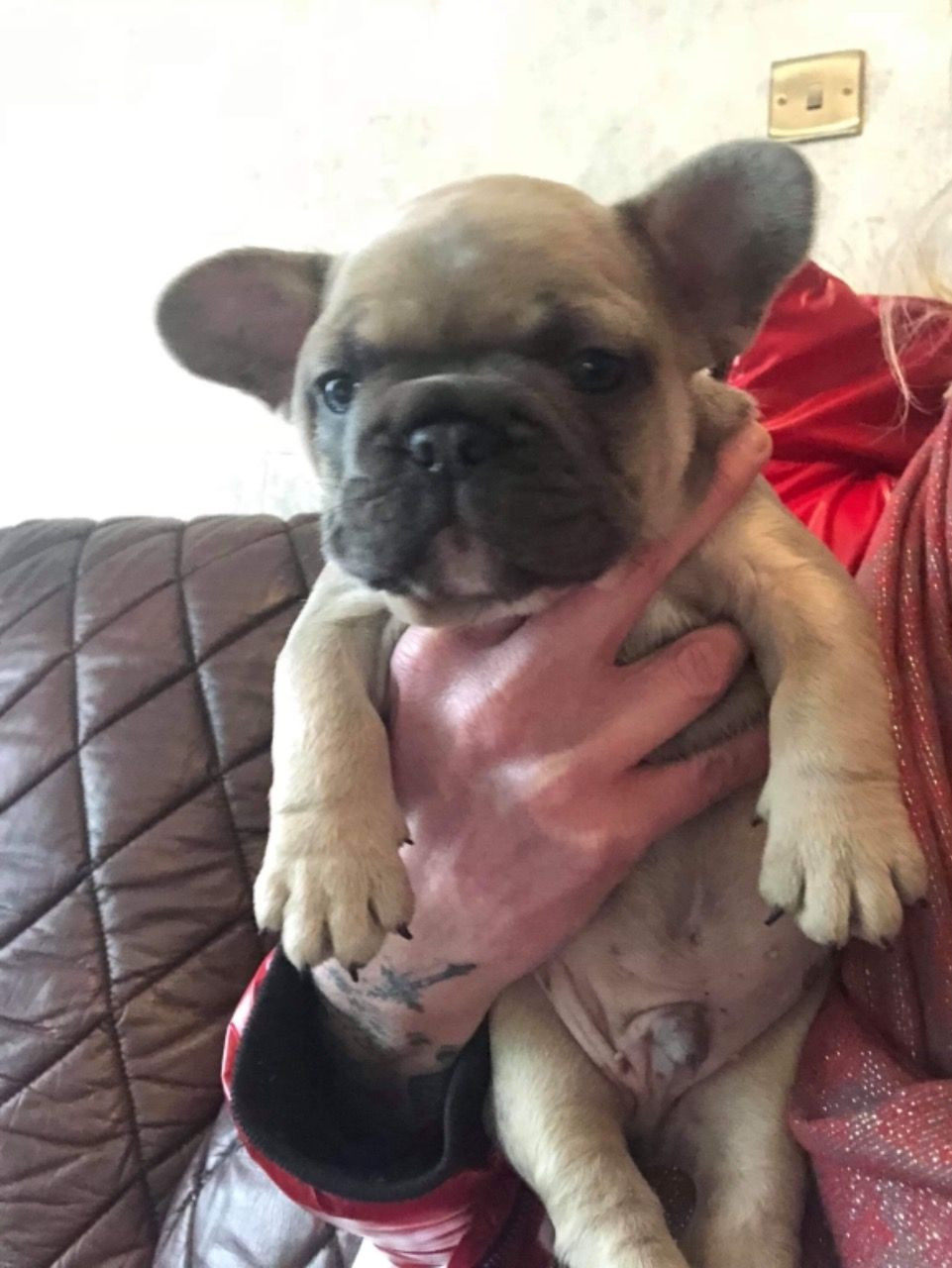 French Bulldog Puppies For Sale New Jersey 17, NJ 291087