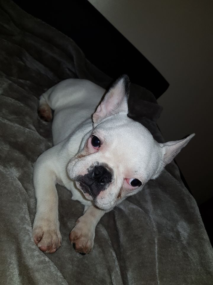 French Bulldog Puppies For Sale Valley View Boulevard Northwest, VA