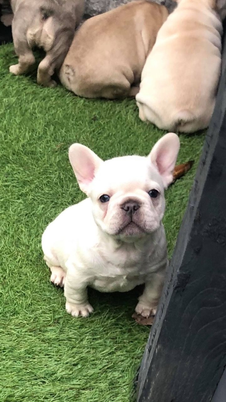 French Bulldog Puppies For Sale Valley View Boulevard