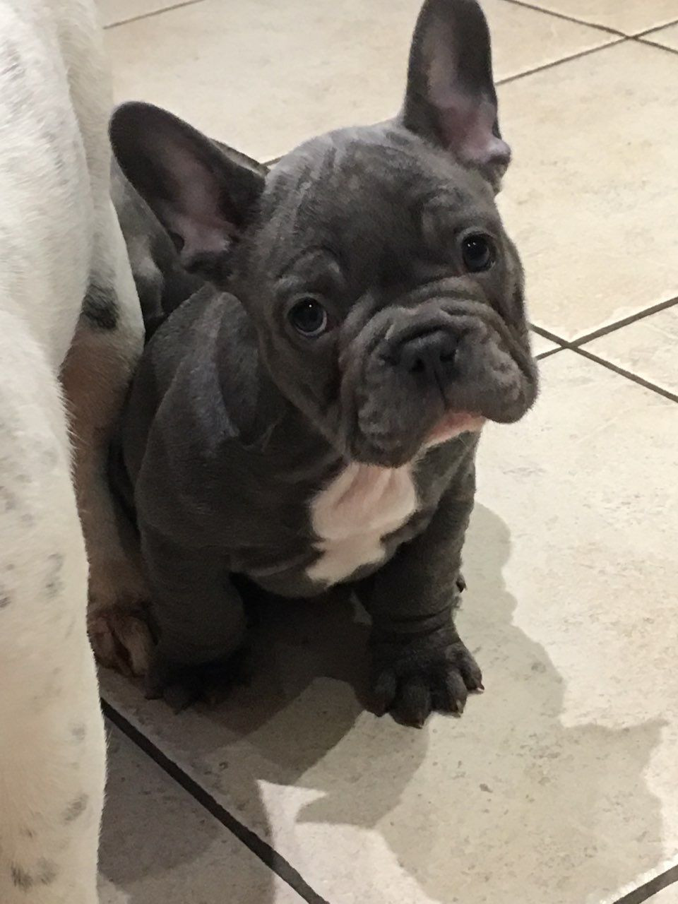 French Bulldog Puppies For Sale Pittsburgh, PA 291109