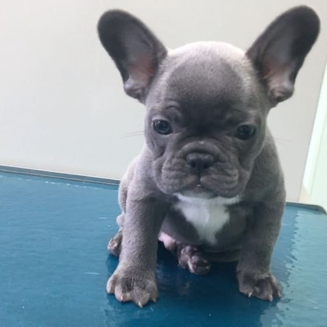 French Bulldog Puppies For Sale Fresno, CA 291117