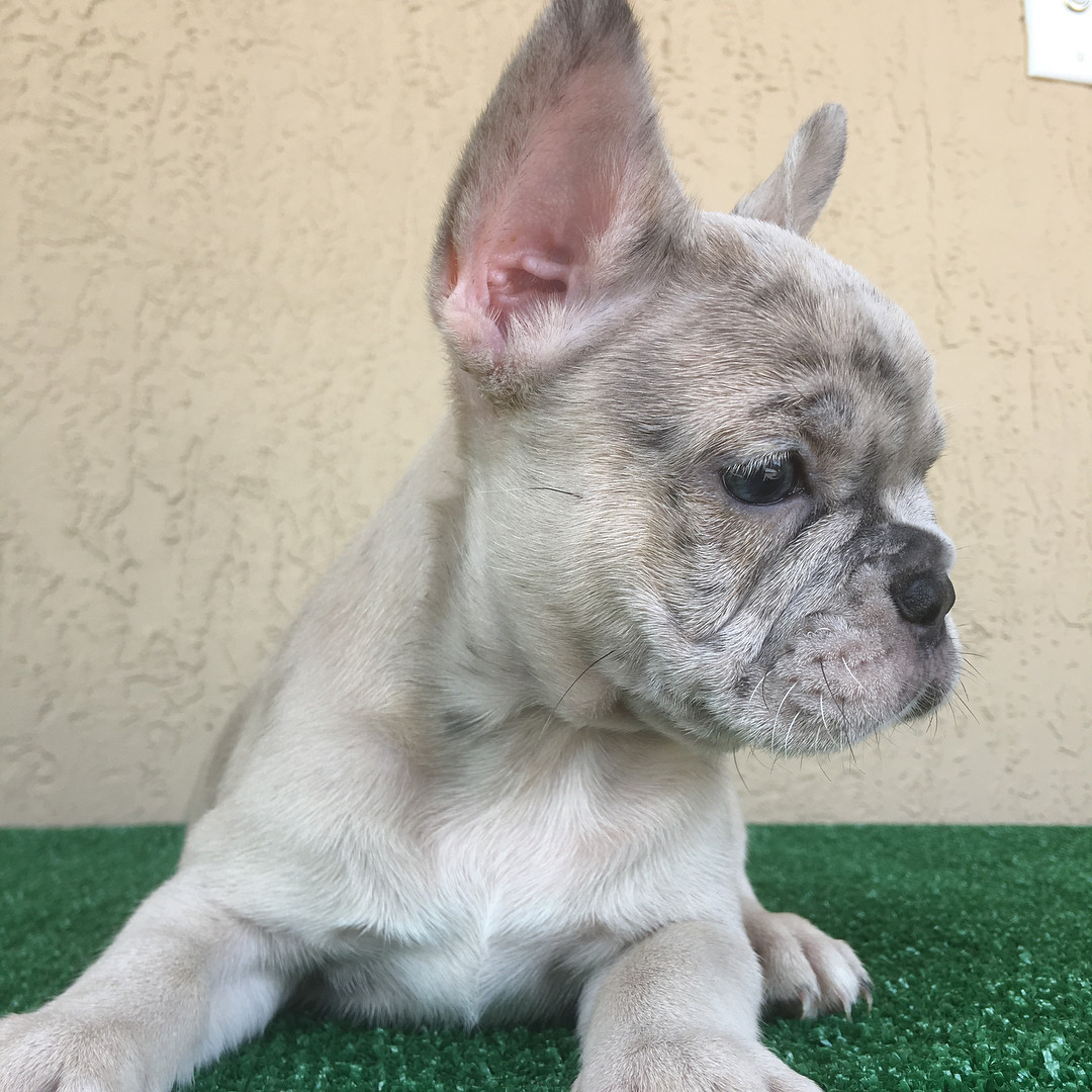 French Bulldog Puppies For Sale Austin, TX 291335