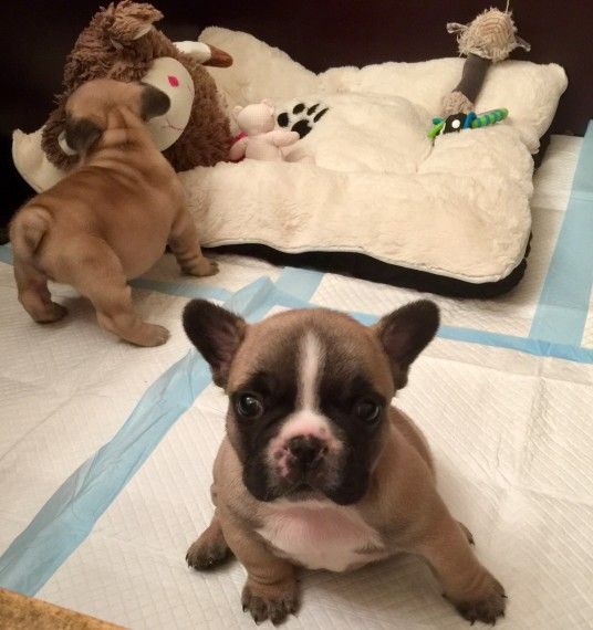 French Bulldog Puppies For Sale Bronx, NY 291379