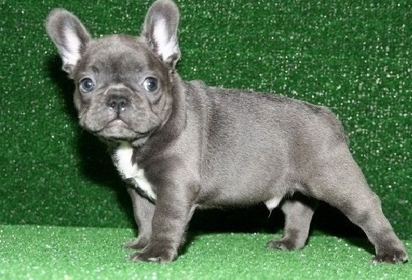 French Bulldog Puppies For Sale Delta, UT 91585
