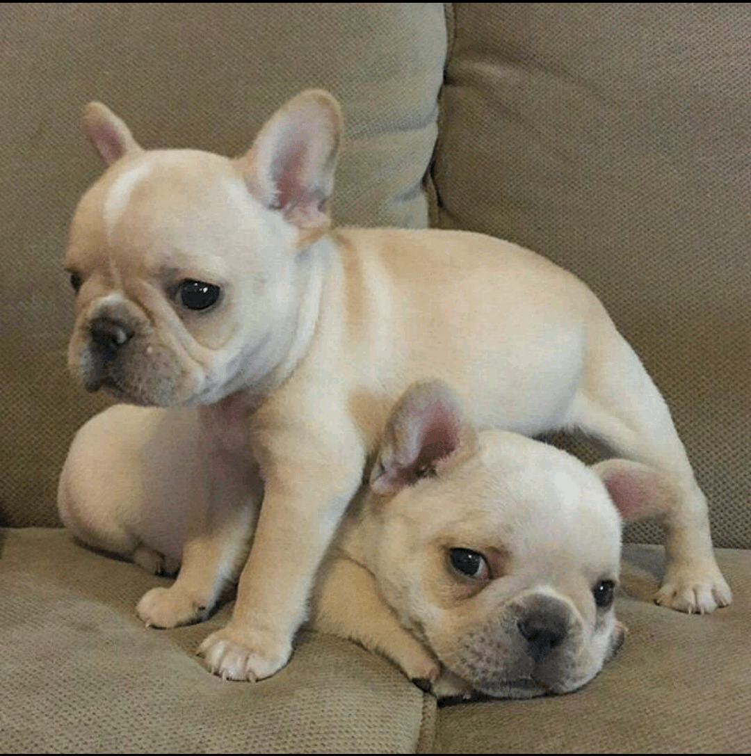 French Bulldog Puppies For Sale Atlanta, GA 292361