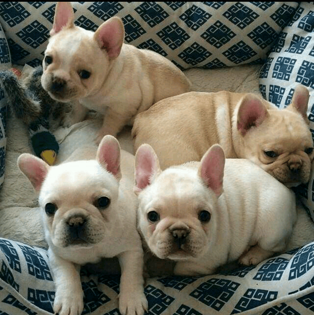 French Bulldog Puppies For Sale Atlanta, GA 292361