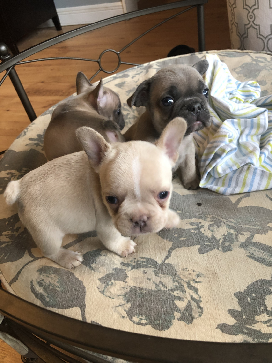 French Bulldog Puppies For Sale Greenville, SC 292414
