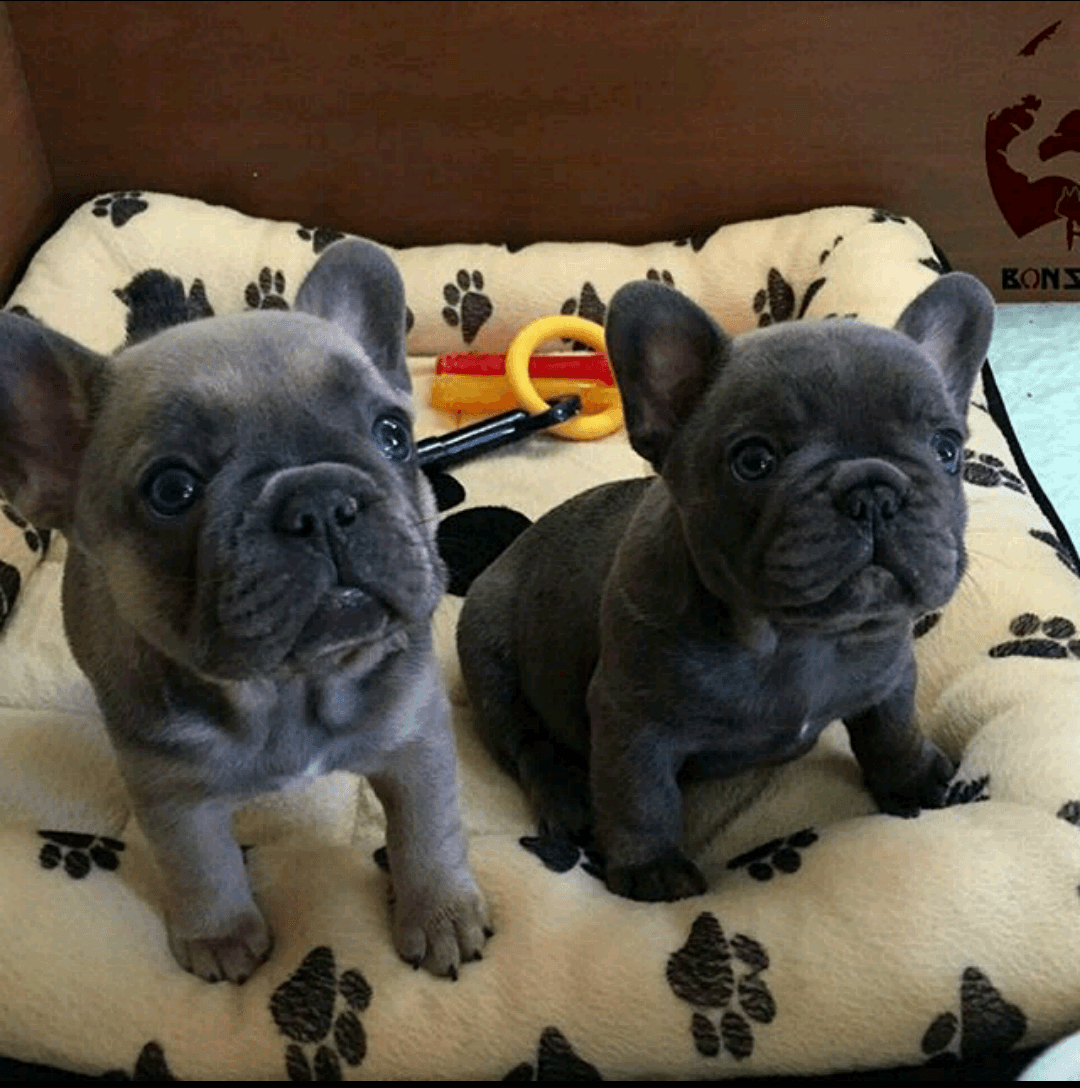 French Bulldog Puppies For Sale Atlanta, GA 292448