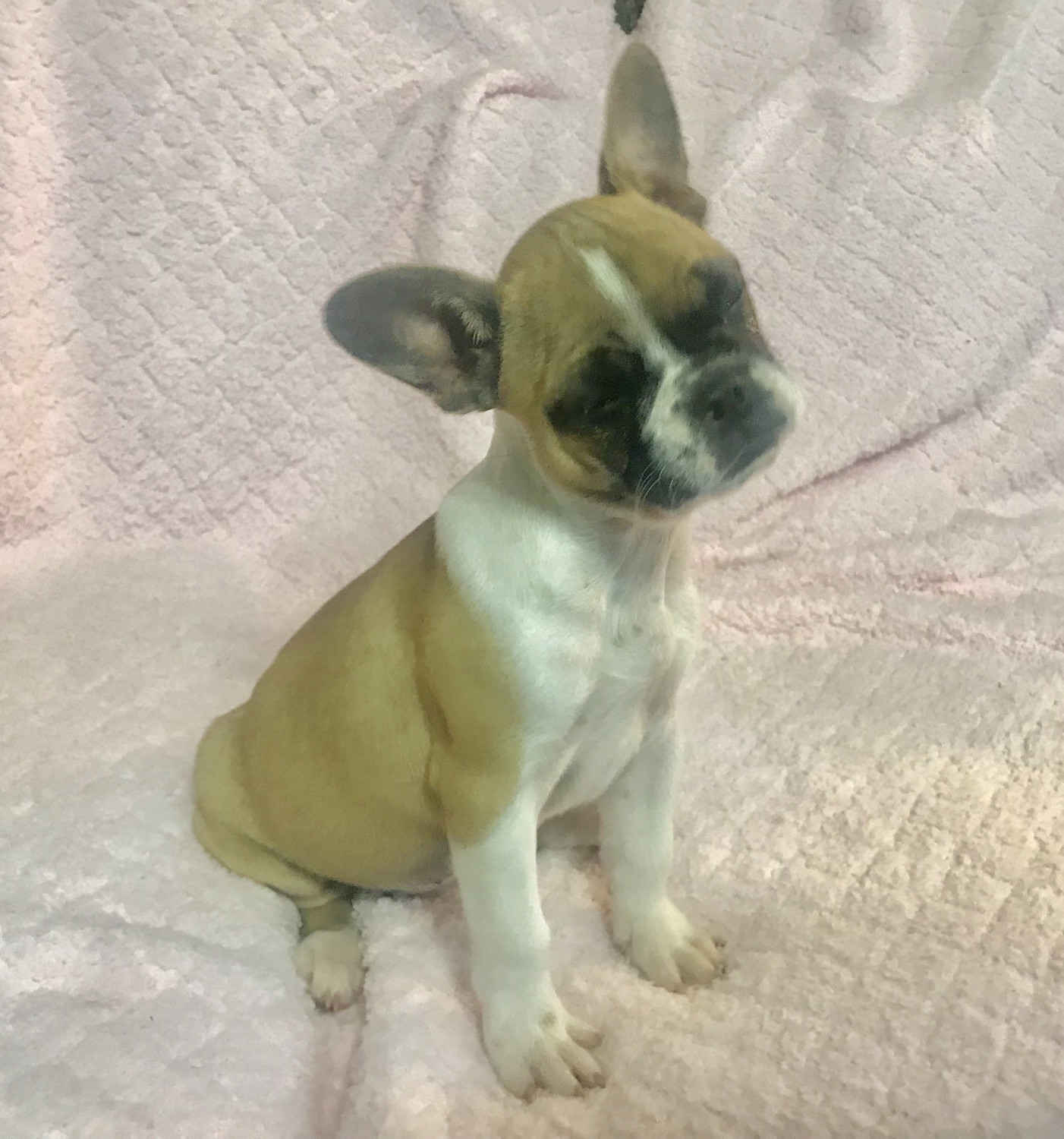 French Bulldog Puppies For Sale Phoenix, AZ 292454