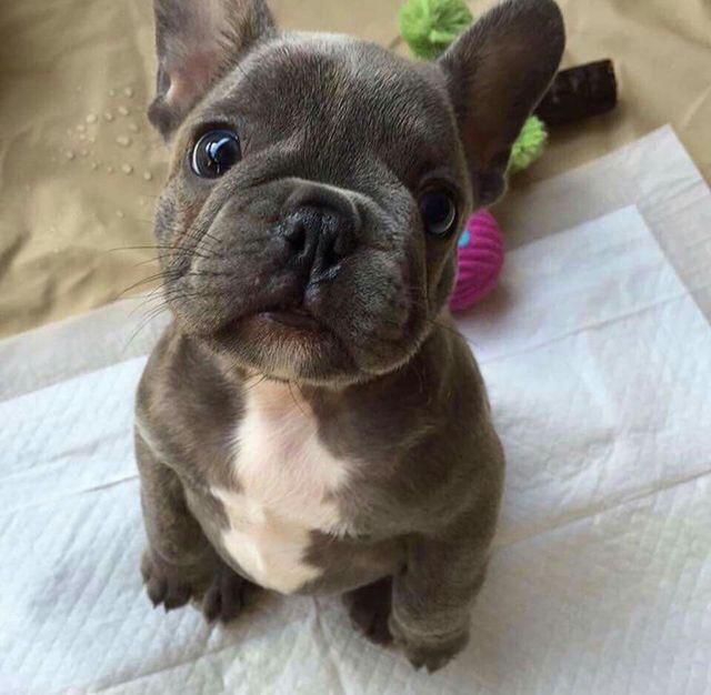 French Bulldog Puppies For Sale Colorado Springs, CO 292710