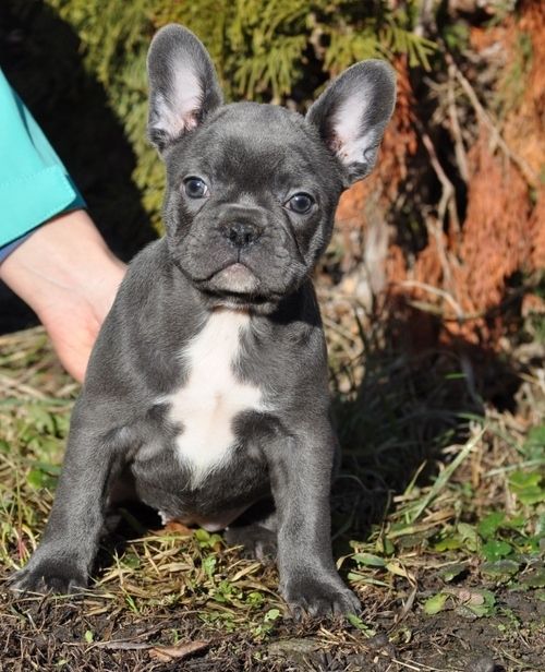French Bulldog Puppies For Sale Marysville, MI 293898