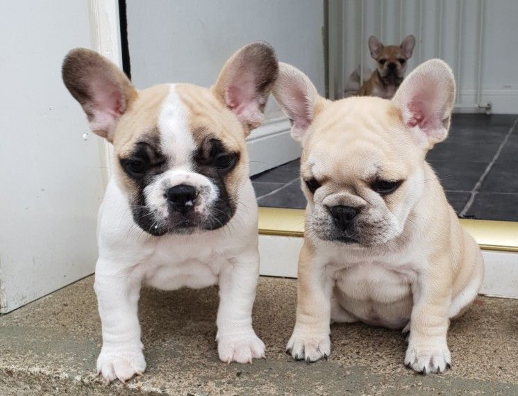 French Bulldog Puppies For Sale Chicago, IL 294526