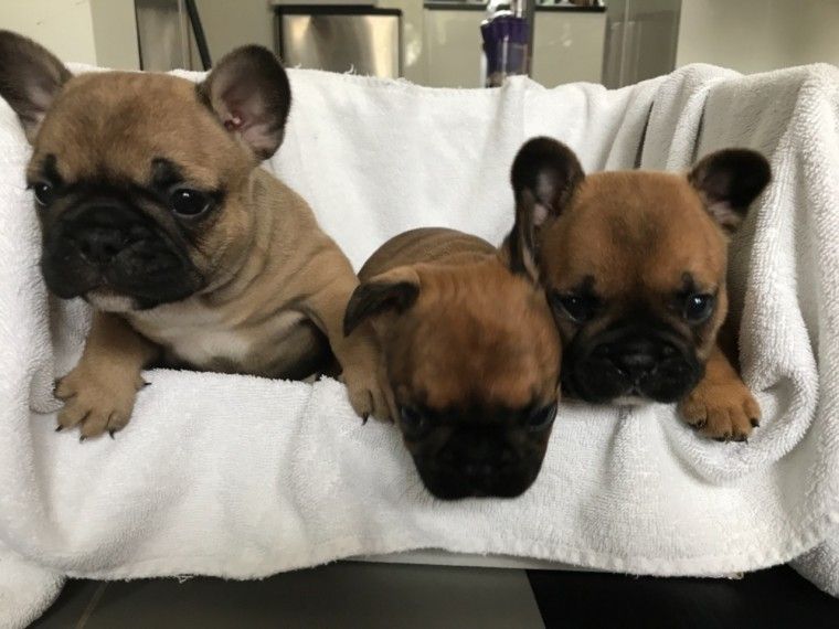 French Bulldog Puppies For Sale New York, NY 294695