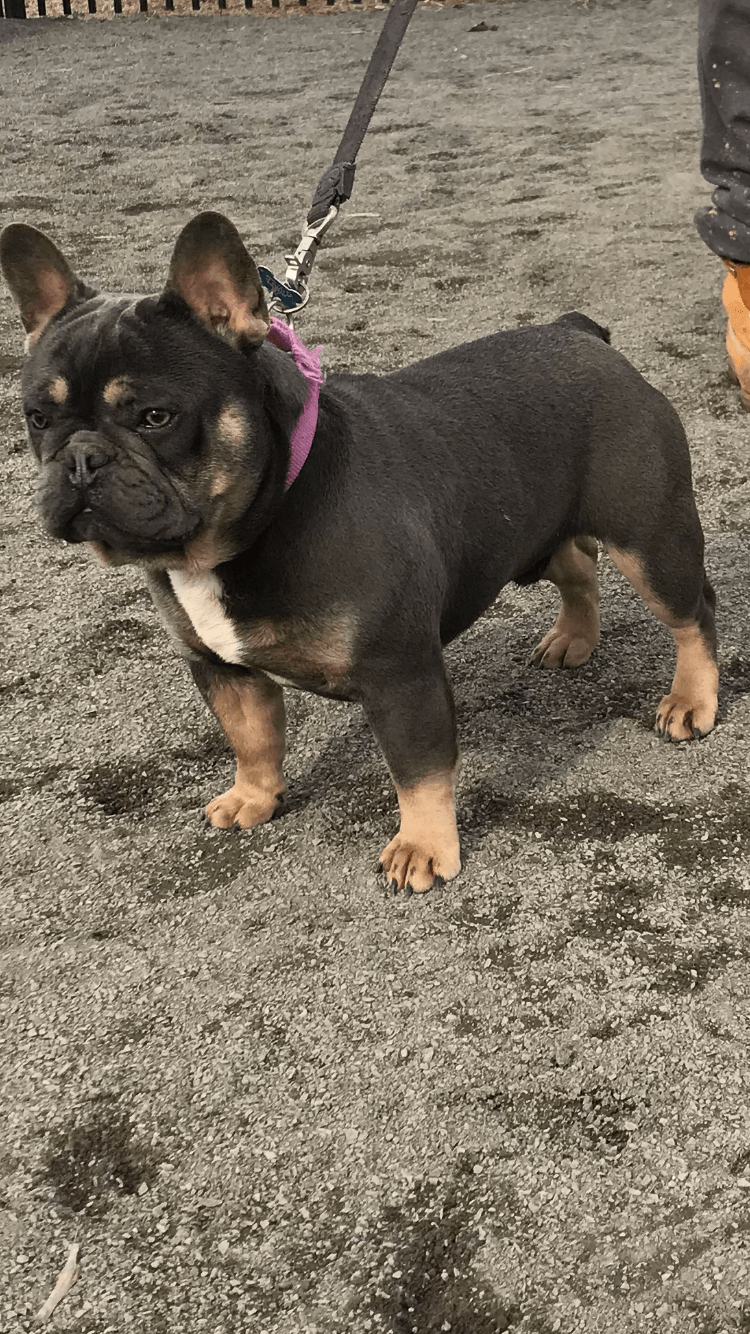 French Bulldog Puppies For Sale Jersey City, NJ 294702