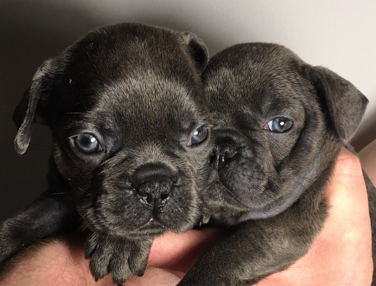 French Bulldog Puppies For Sale Pittsburgh, PA 294726