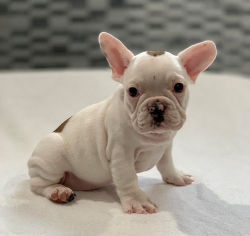 French Bulldog Puppies For Sale KY 295518