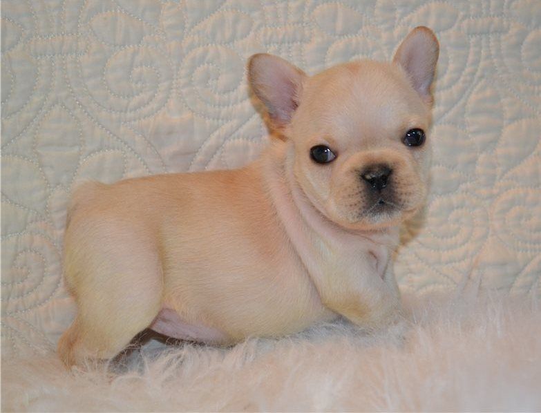French Bulldog Puppies For Sale Gillette, WY 295735