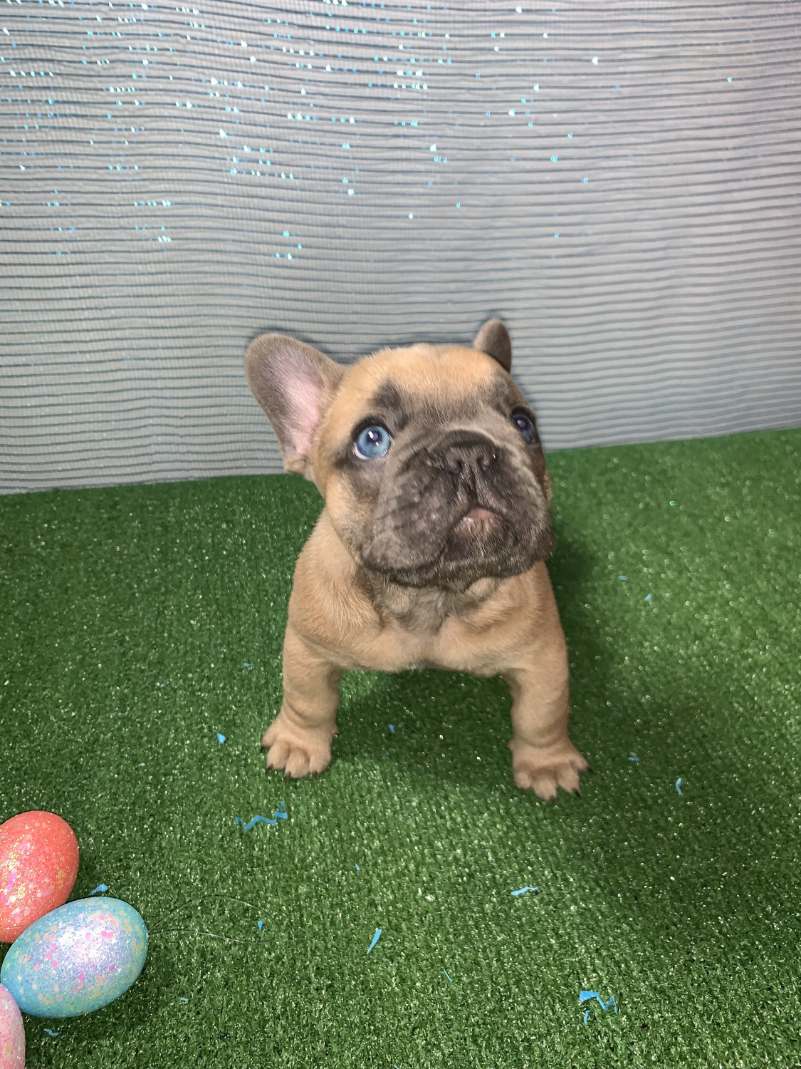 French Bulldog Puppies For Sale Dartmouth, MA 296524