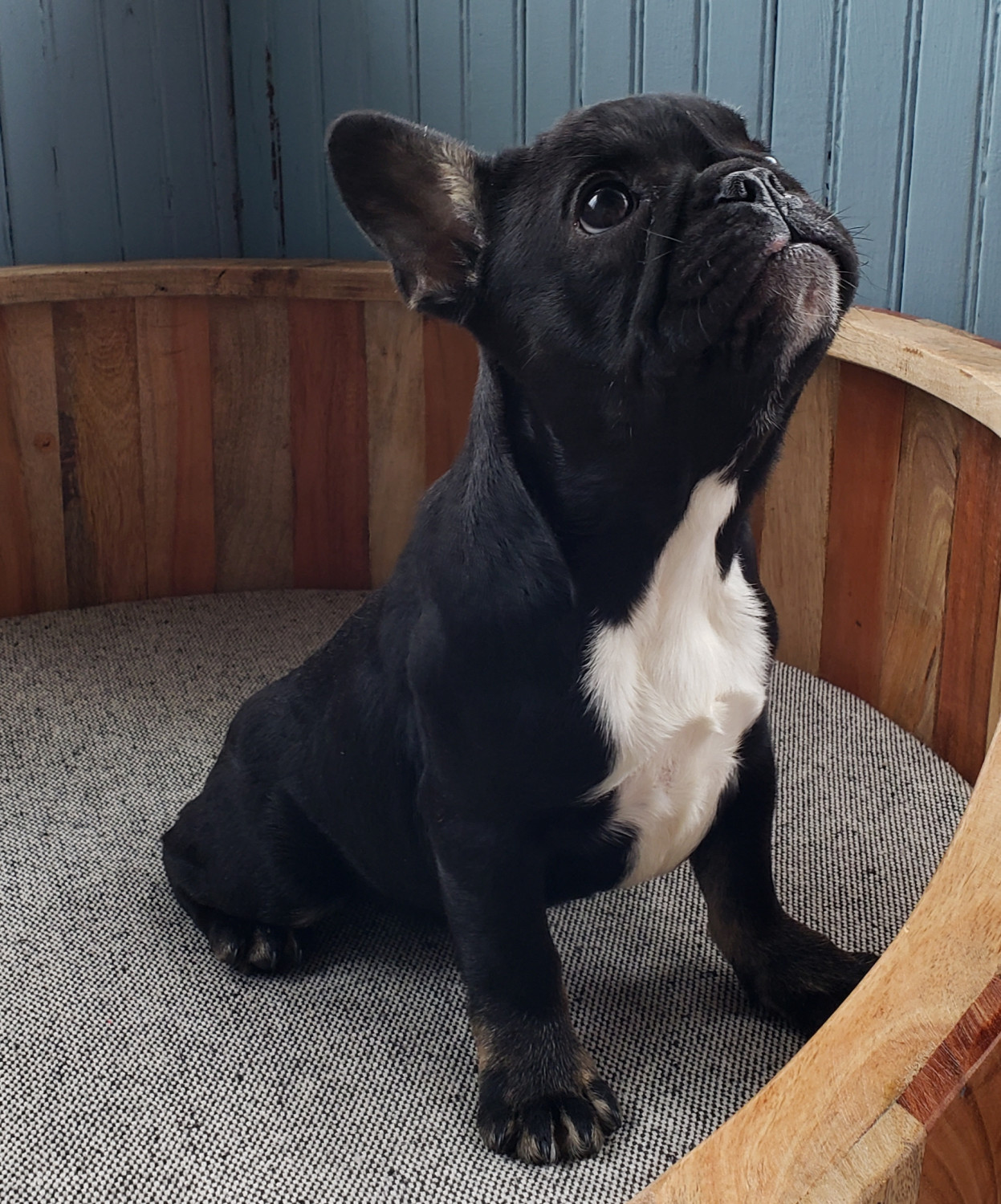 French Bulldog Puppies For Sale Stamford, CT 297215