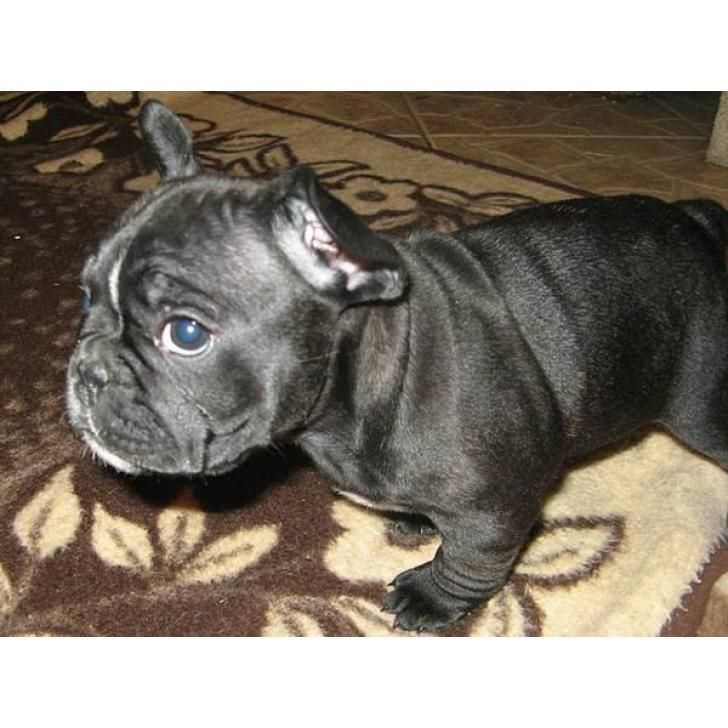French Bulldog Puppies For Sale Madison, WI 297525
