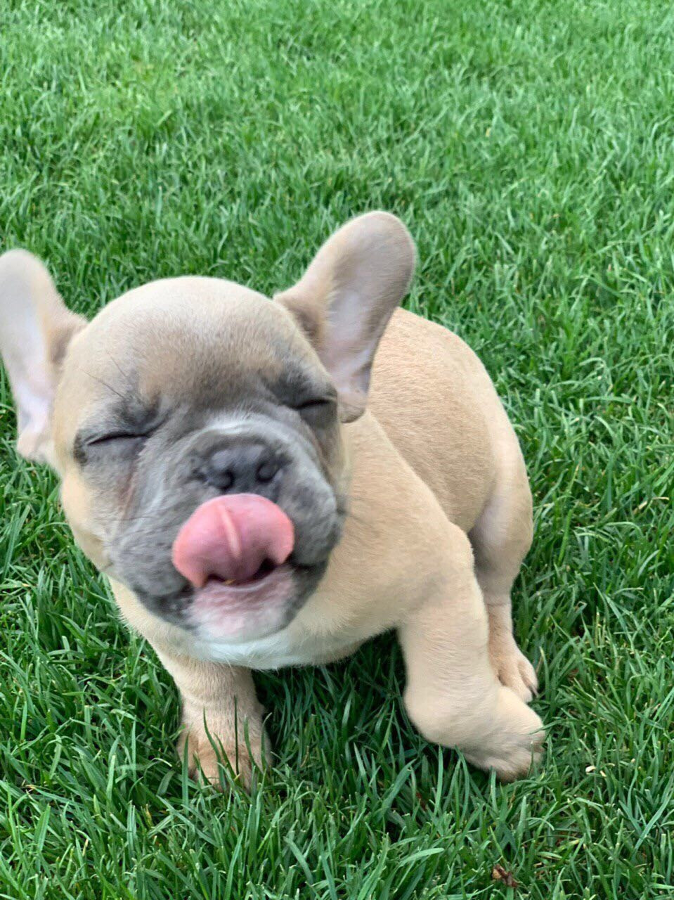 French Bulldog Puppies For Sale New York, NY 297759