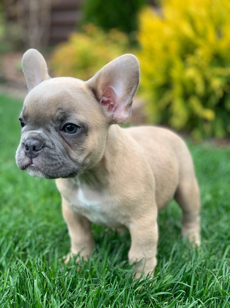 French Bulldog Puppies For Sale New York, NY 297759