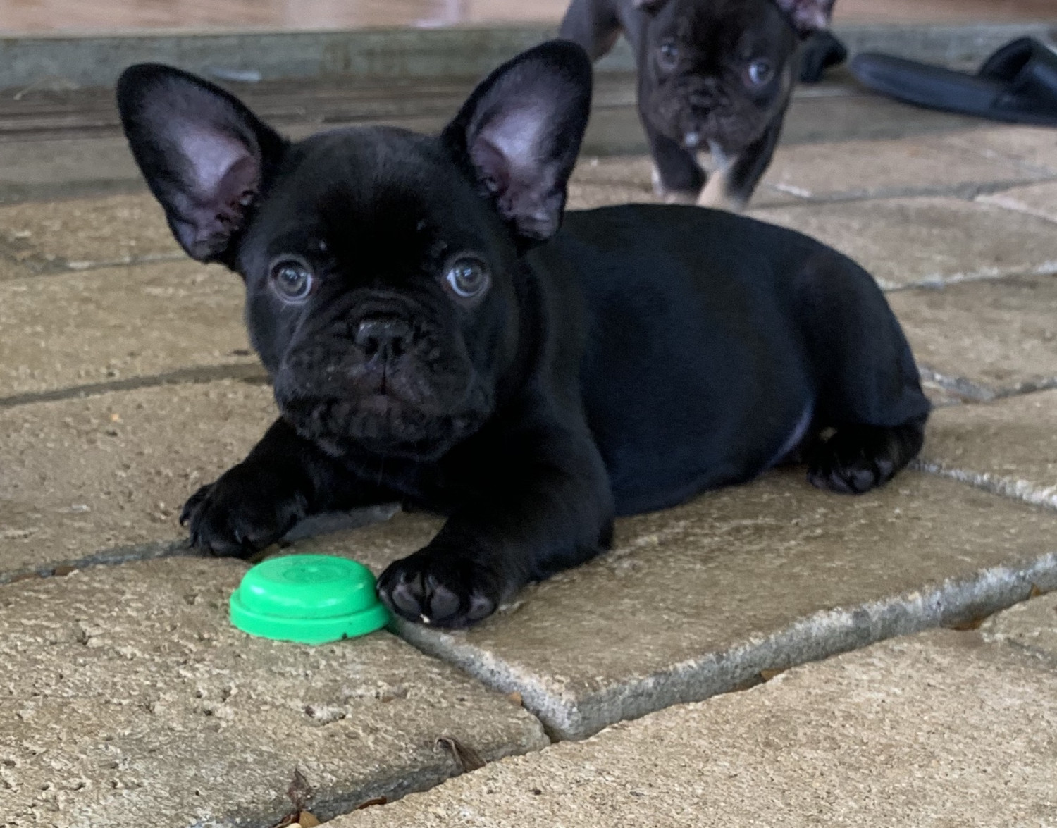 French Bulldog Puppies For Sale Honolulu, HI 298365