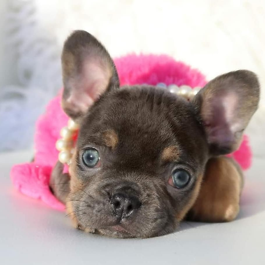 39 Best Pictures Fluffy Frenchie Puppies For Sale Blue