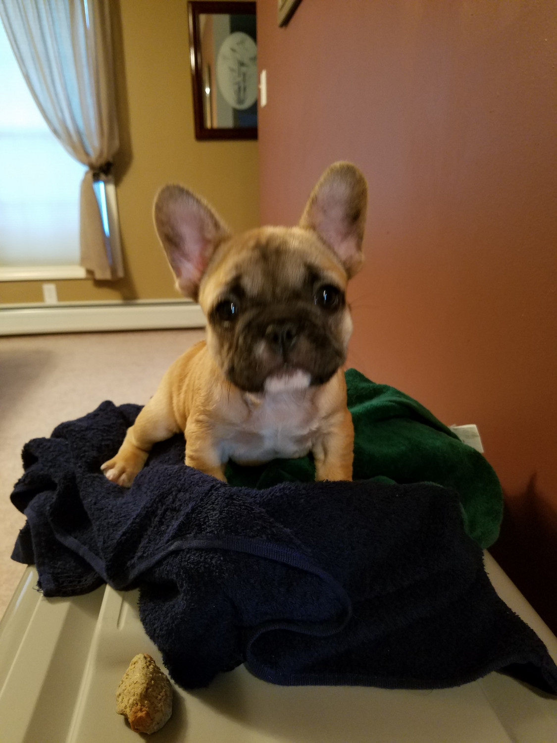 French Bulldog Puppies For Sale Middleborough, MA 299700