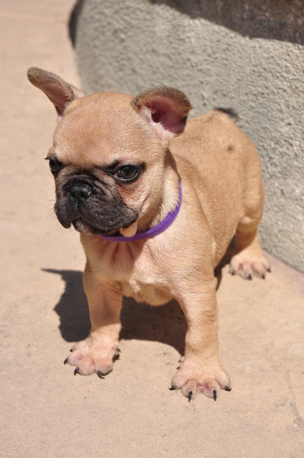French Bulldog Puppies For Sale Peoria, AZ 300116
