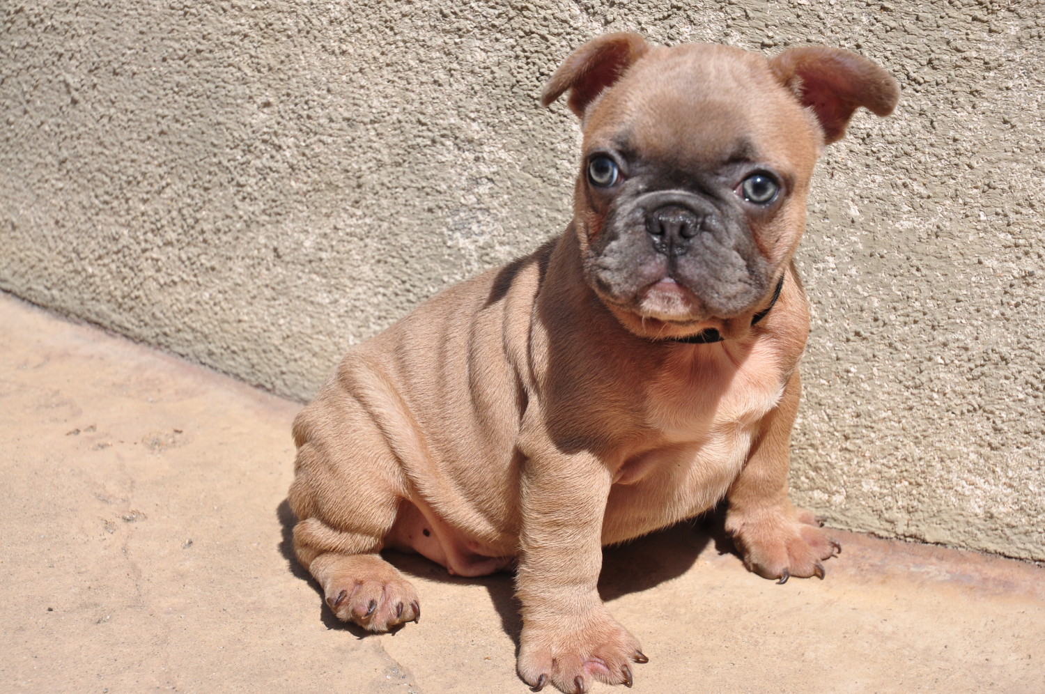 French Bulldog Puppies For Sale Peoria, AZ 300116