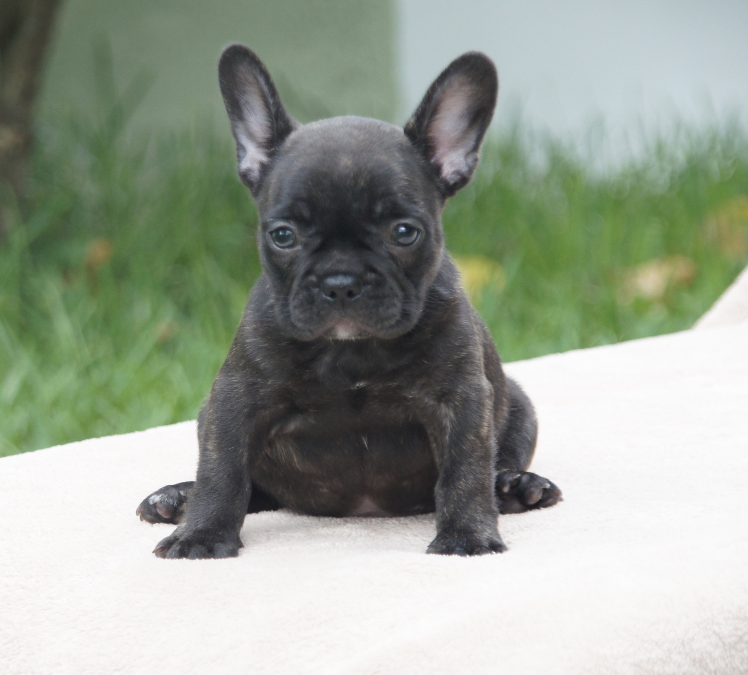 French Bulldog Puppies For Sale West Palm Beach, FL 300155