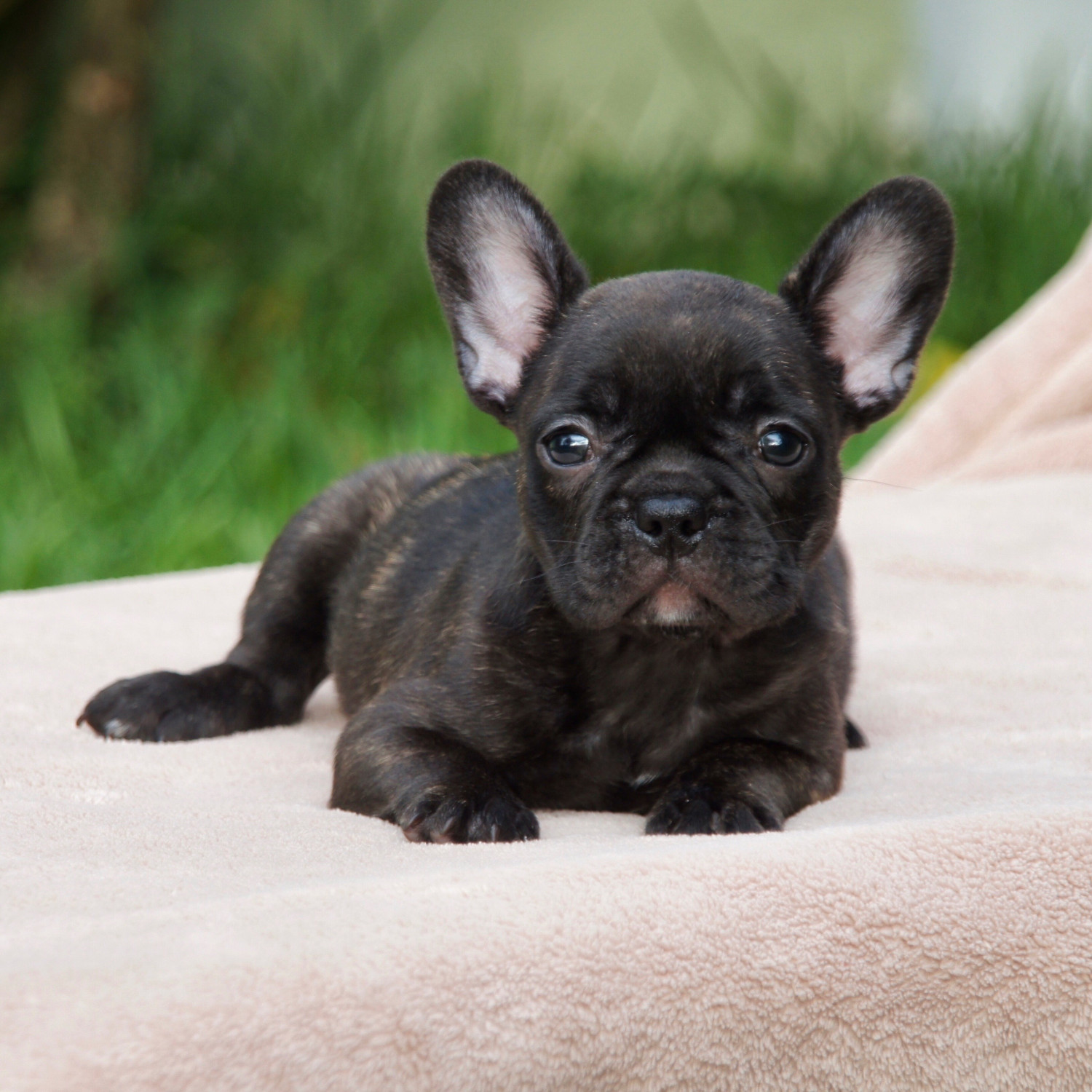 French Bulldog Puppies For Sale West Palm Beach, FL 300155