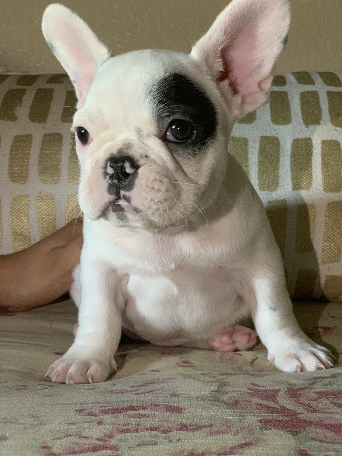French Bulldog Puppies For Sale Lancaster, CA 301727
