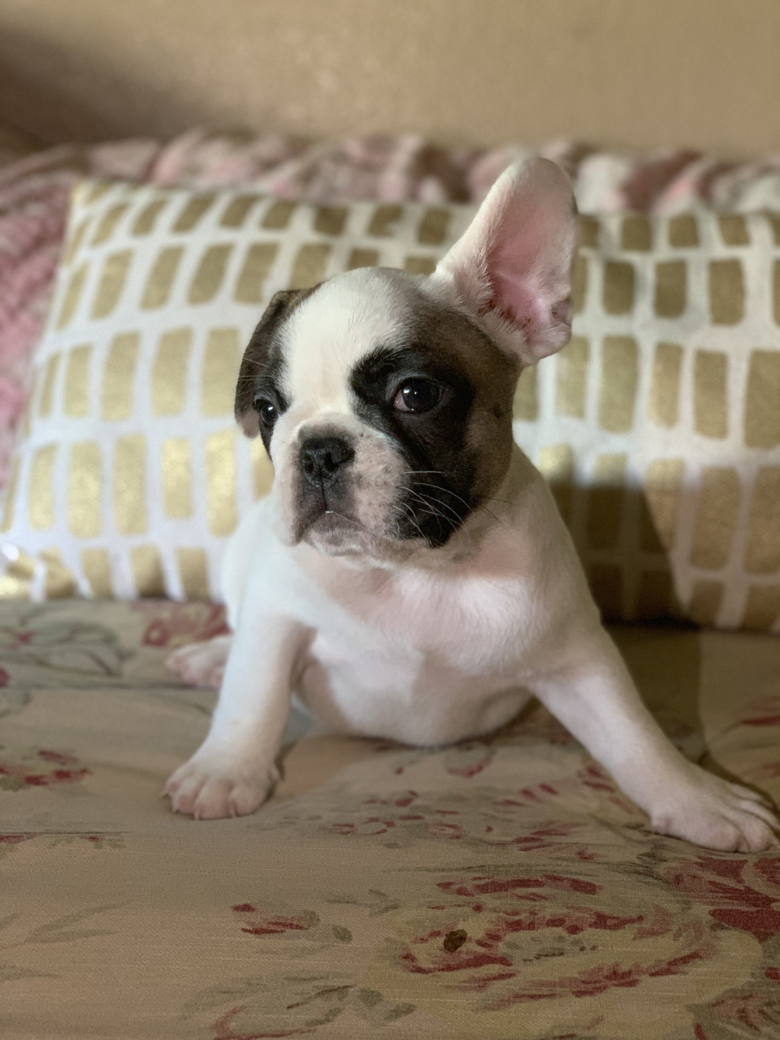 French Bulldog Puppies For Sale Lancaster, CA 301727