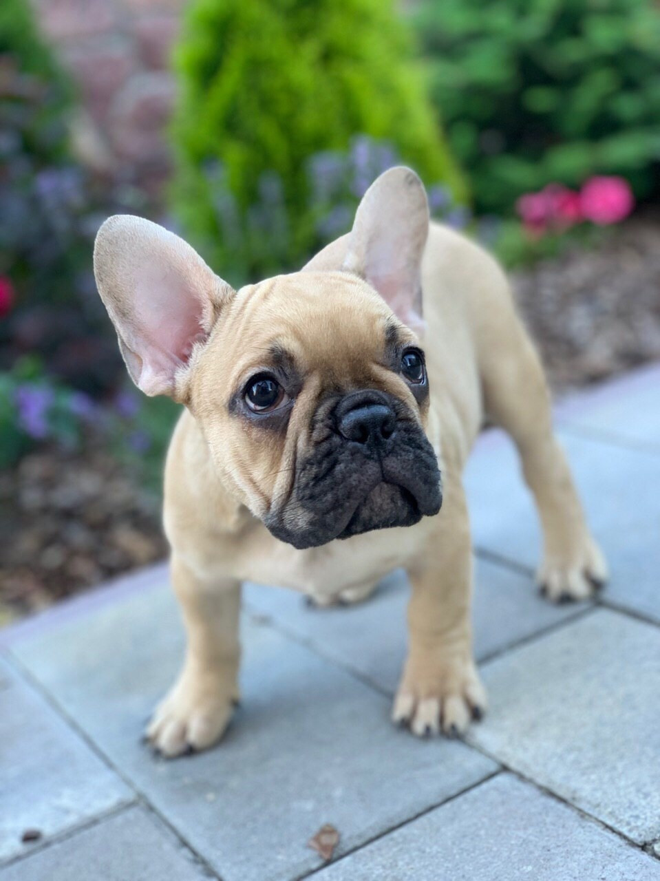 French Bulldog Puppies For Sale New York, NY 301804