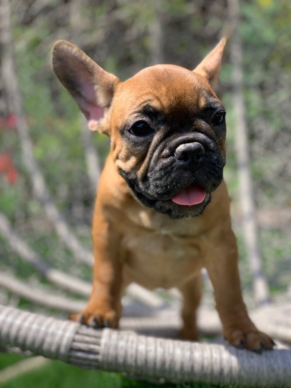 French Bulldog Puppies For Sale New York, NY 301804