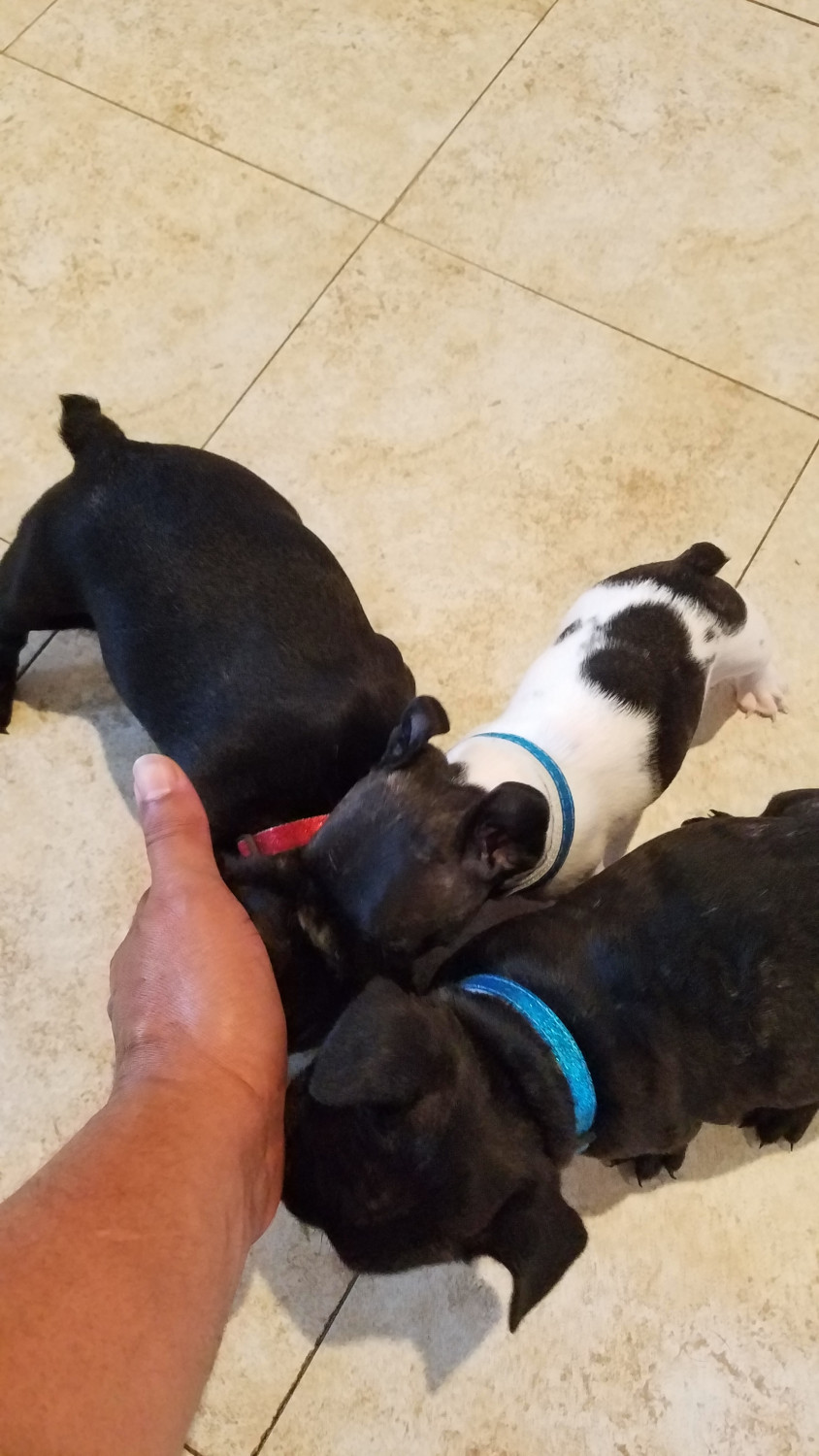 French Bulldog Puppies For Sale Lynn, MA 302707